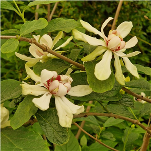 Calycanthus 'Venus'